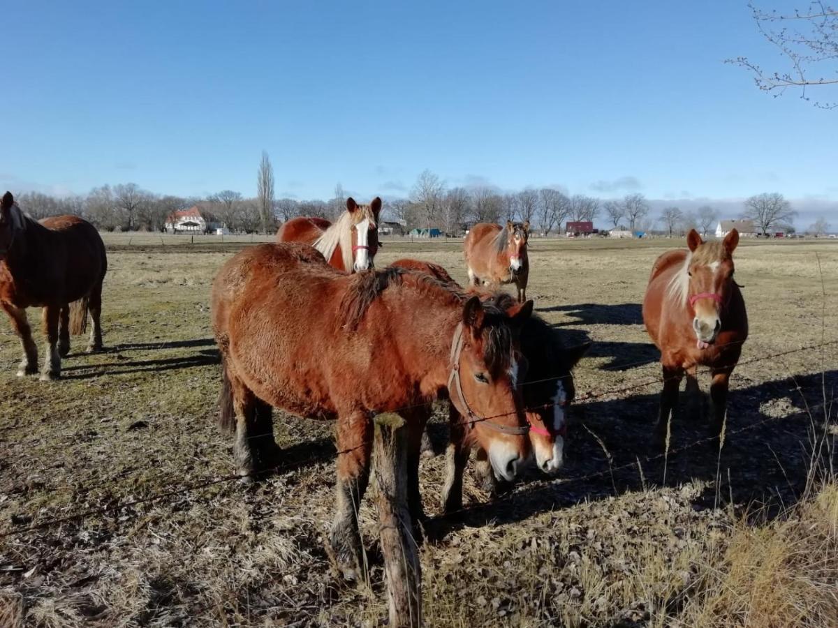 斯维诺乌伊希切Domek Letniskowy Szuwarek别墅 外观 照片